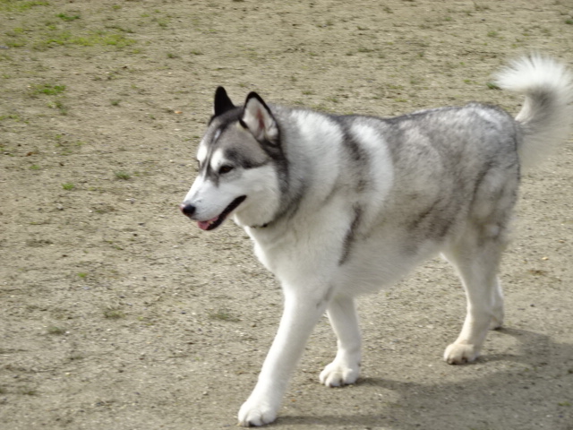 Welina Dog Park 本日のわんちゃん