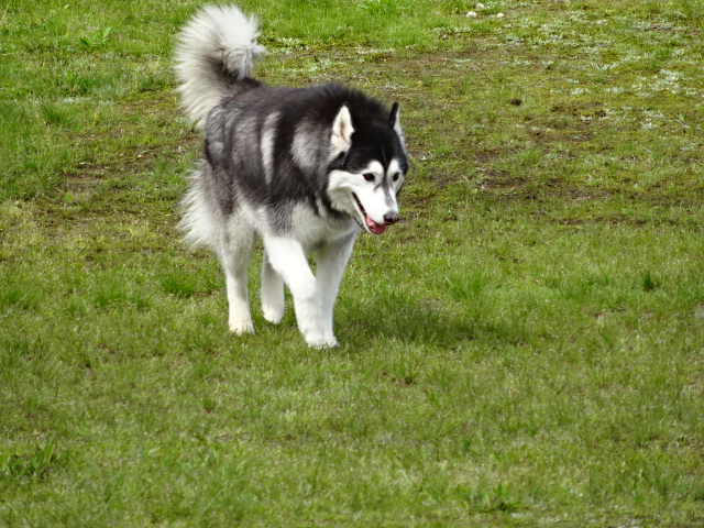 Welina Dog Park 本日のわんちゃん